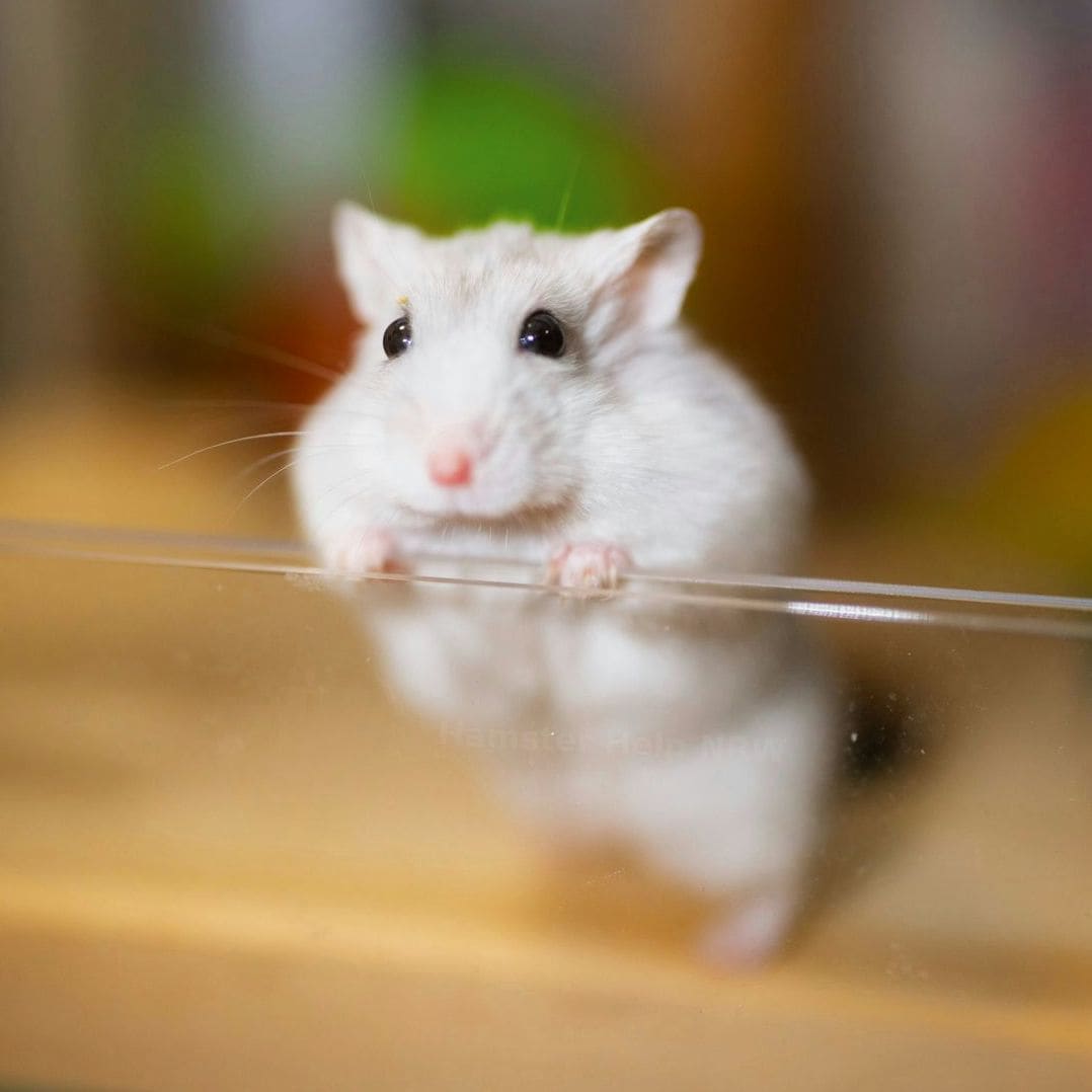 Hamster Help NRW 13