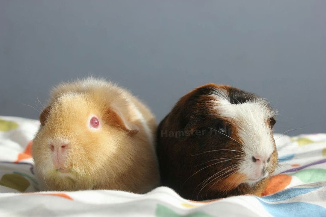 Hamster Help NRW 15