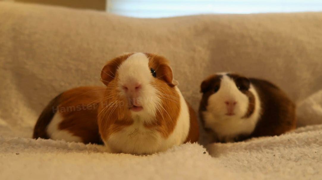 Hamster Help NRW 8